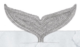 Pen and ink drawing of a whale's tail